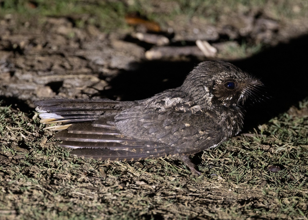 Cuban Nightjar - ML618465820