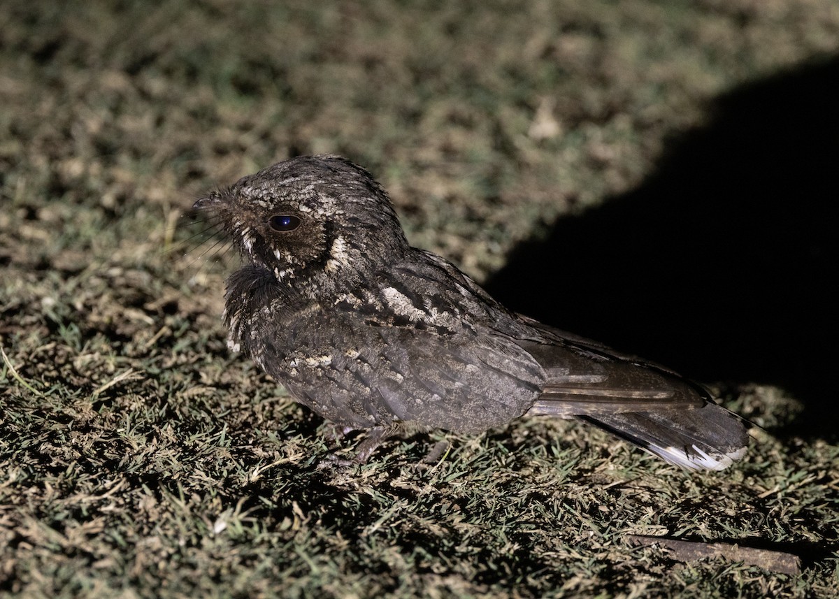 Cuban Nightjar - ML618465825