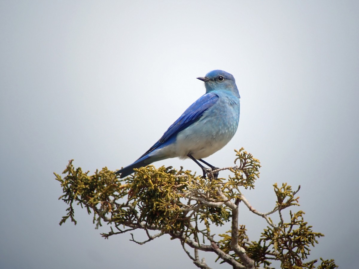 Mountain Bluebird - Nate Kohler