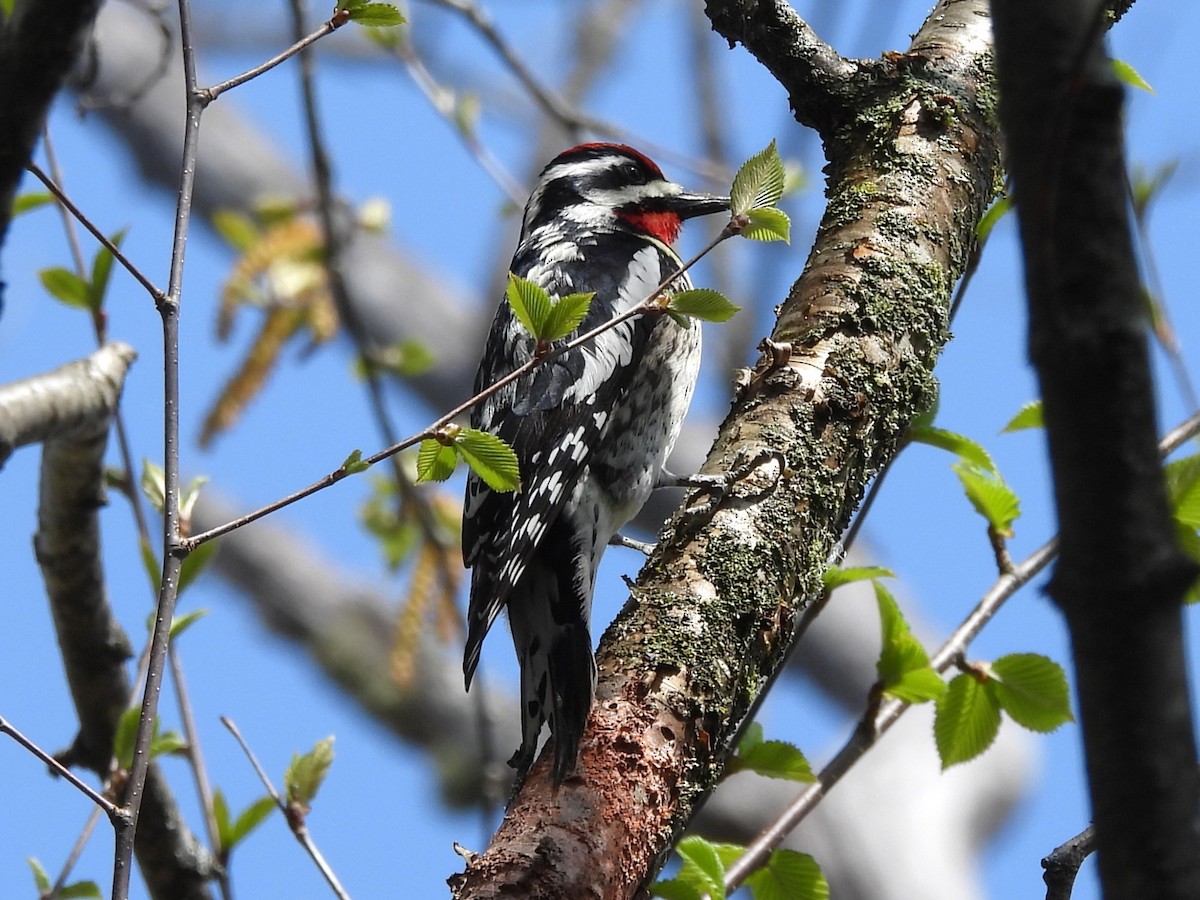 Yellow-bellied Sapsucker - Jenny Young