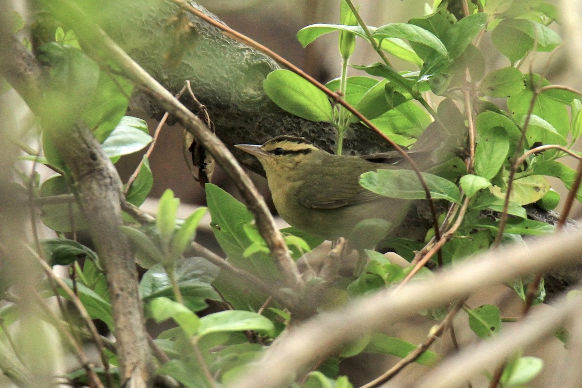 Worm-eating Warbler - Evan Knudsen