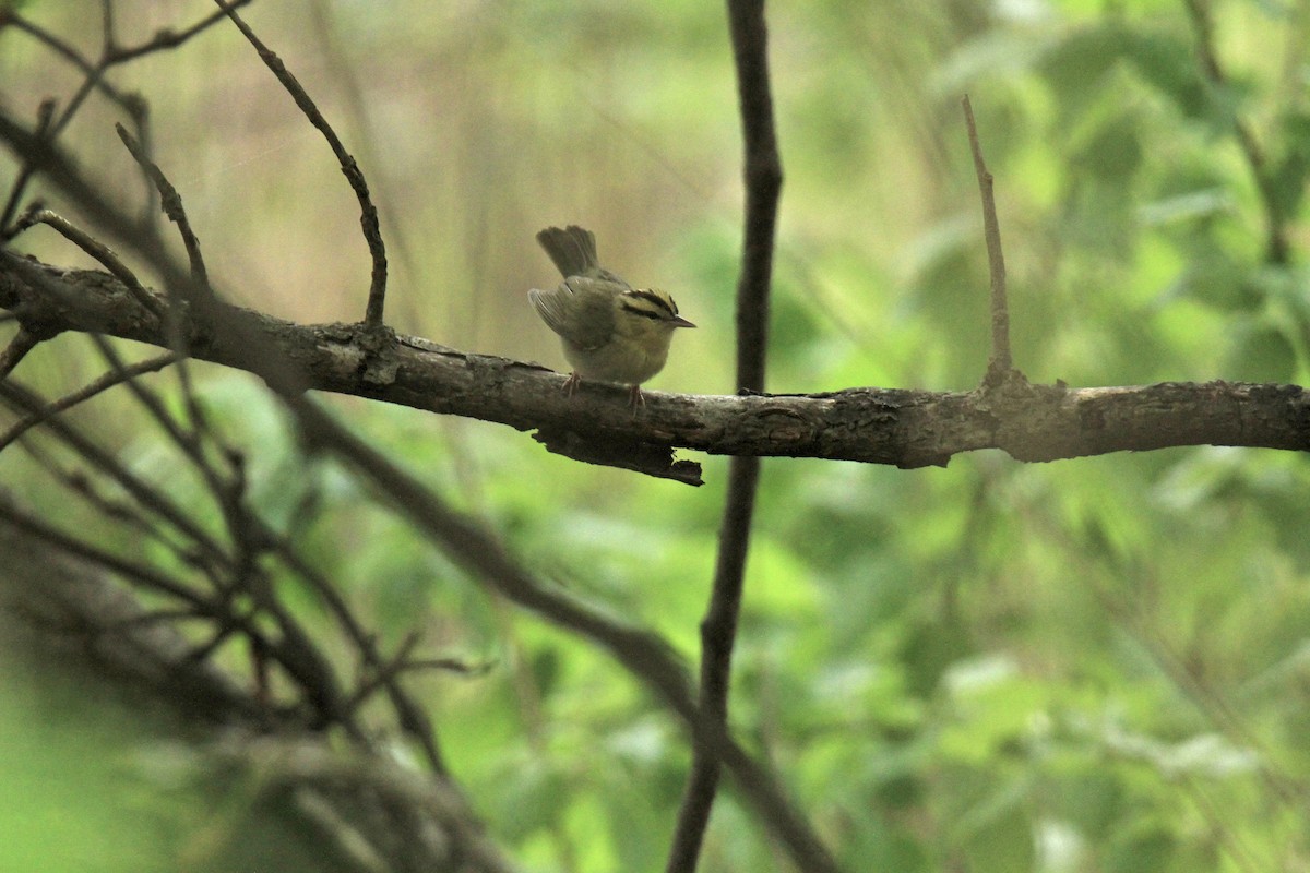 Worm-eating Warbler - ML618465859