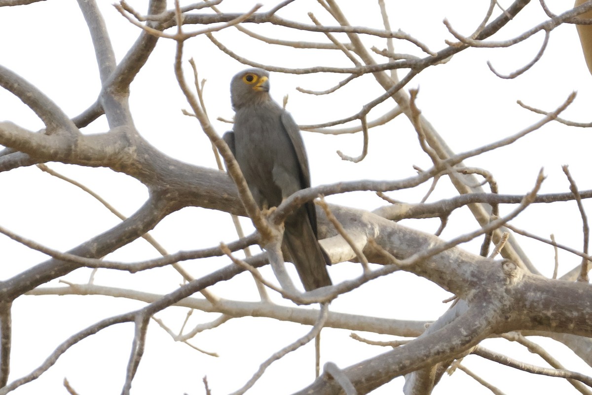 Gray Kestrel - ML618465876