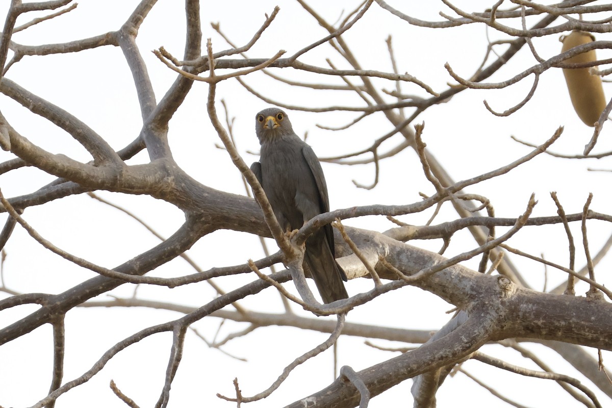 Gray Kestrel - ML618465877