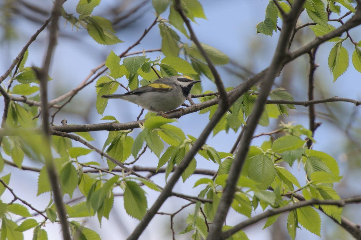 Golden-winged Warbler - ML618465884