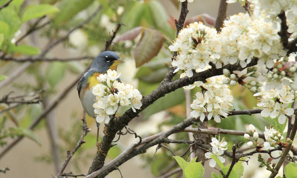 Northern Parula - ML618465889