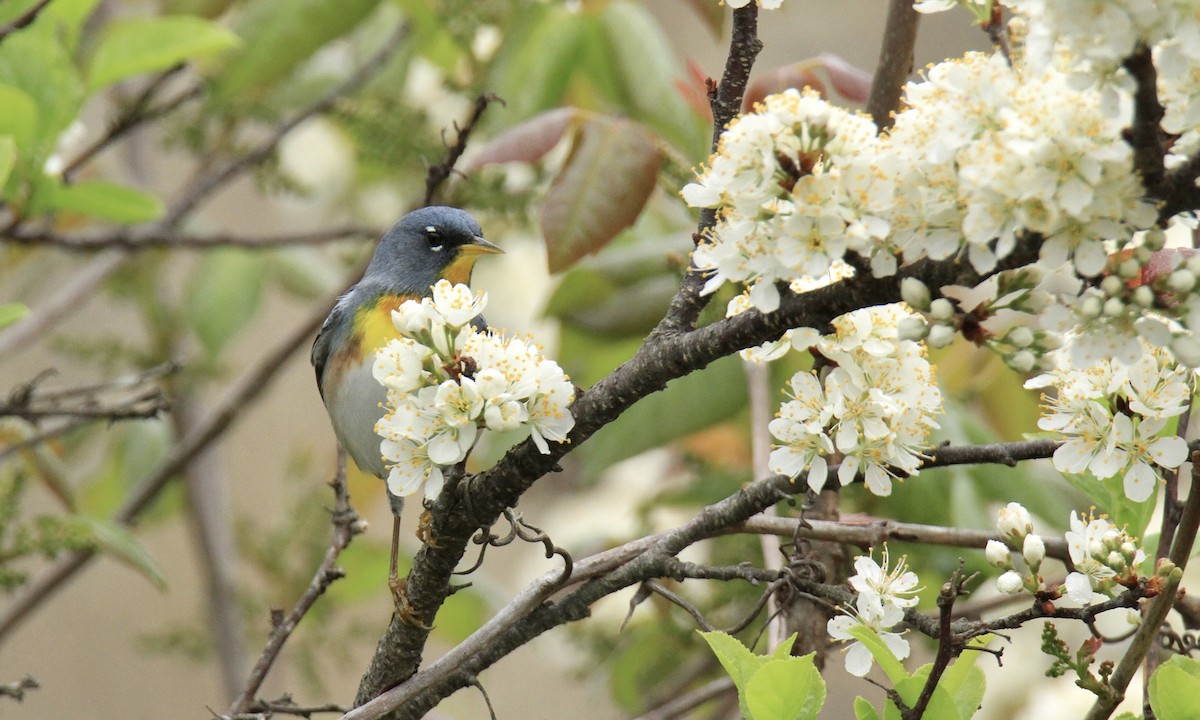 Northern Parula - Evan Knudsen