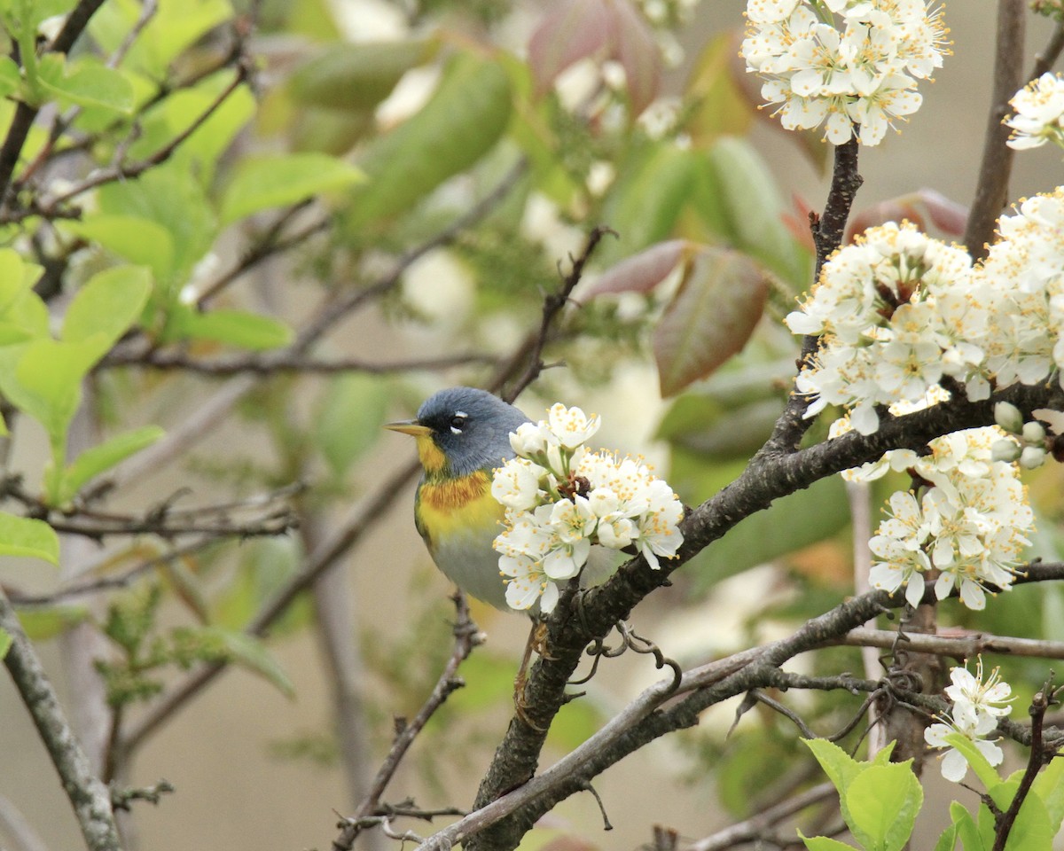 Northern Parula - ML618465892