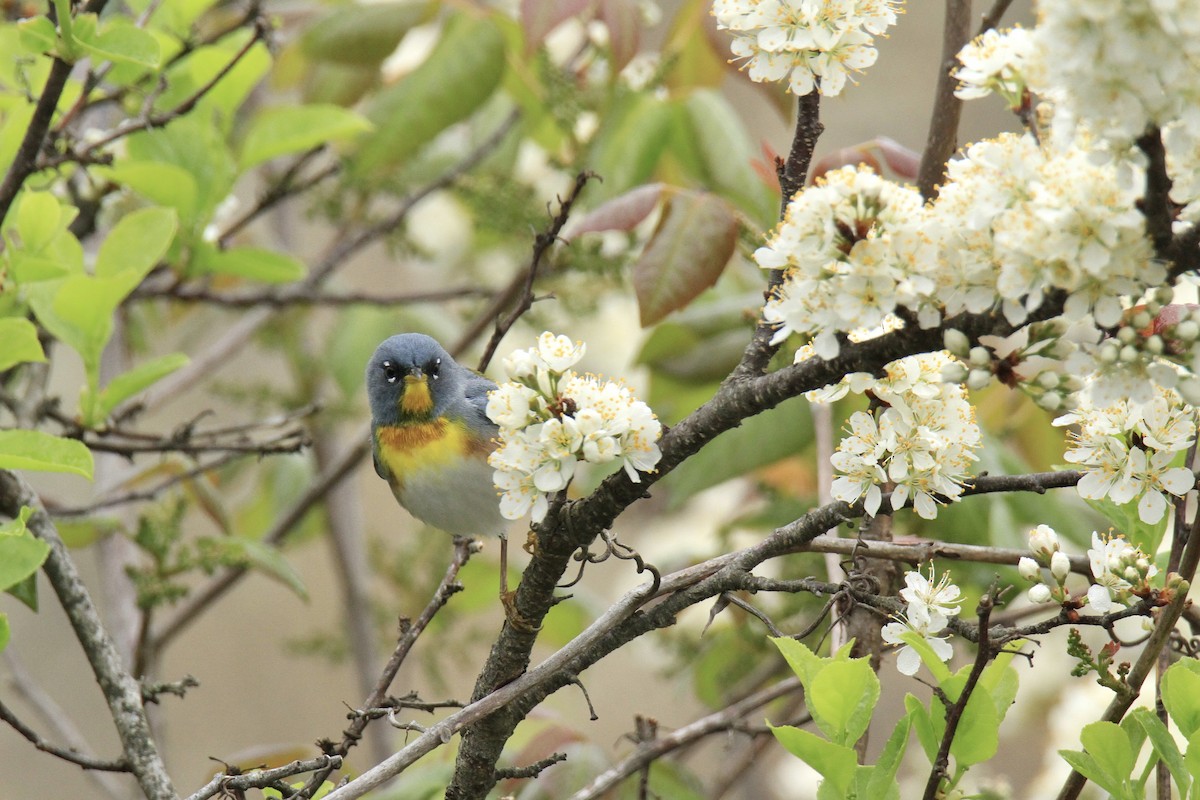 Northern Parula - ML618465895