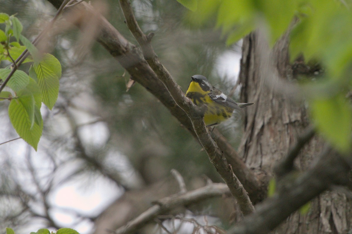 Magnolia Warbler - ML618465896