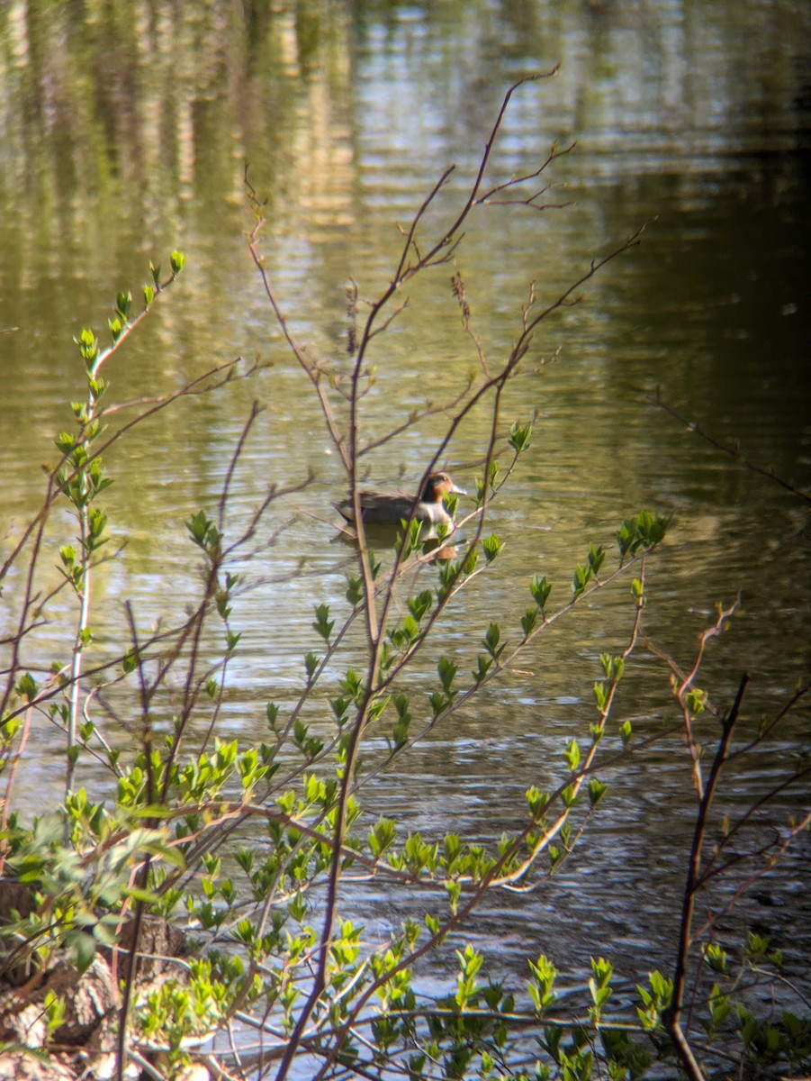 Green-winged Teal - ML618465897