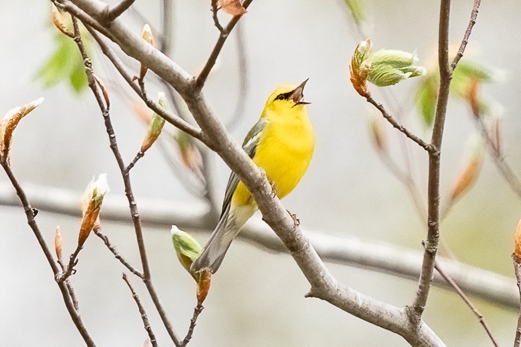 Blauflügel-Waldsänger - ML618465910