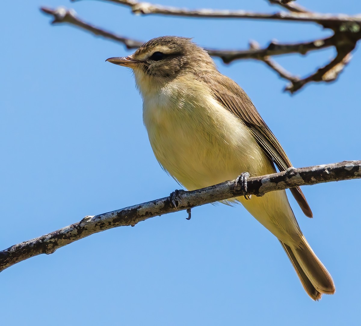 Warbling Vireo - Debbie Lombardo