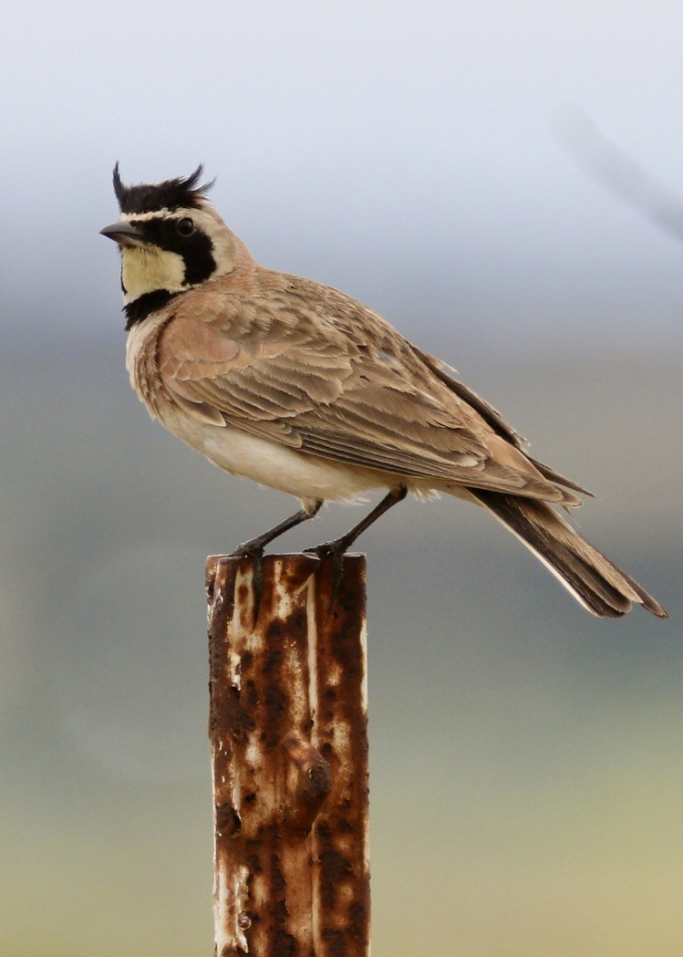 Horned Lark - ML618465944