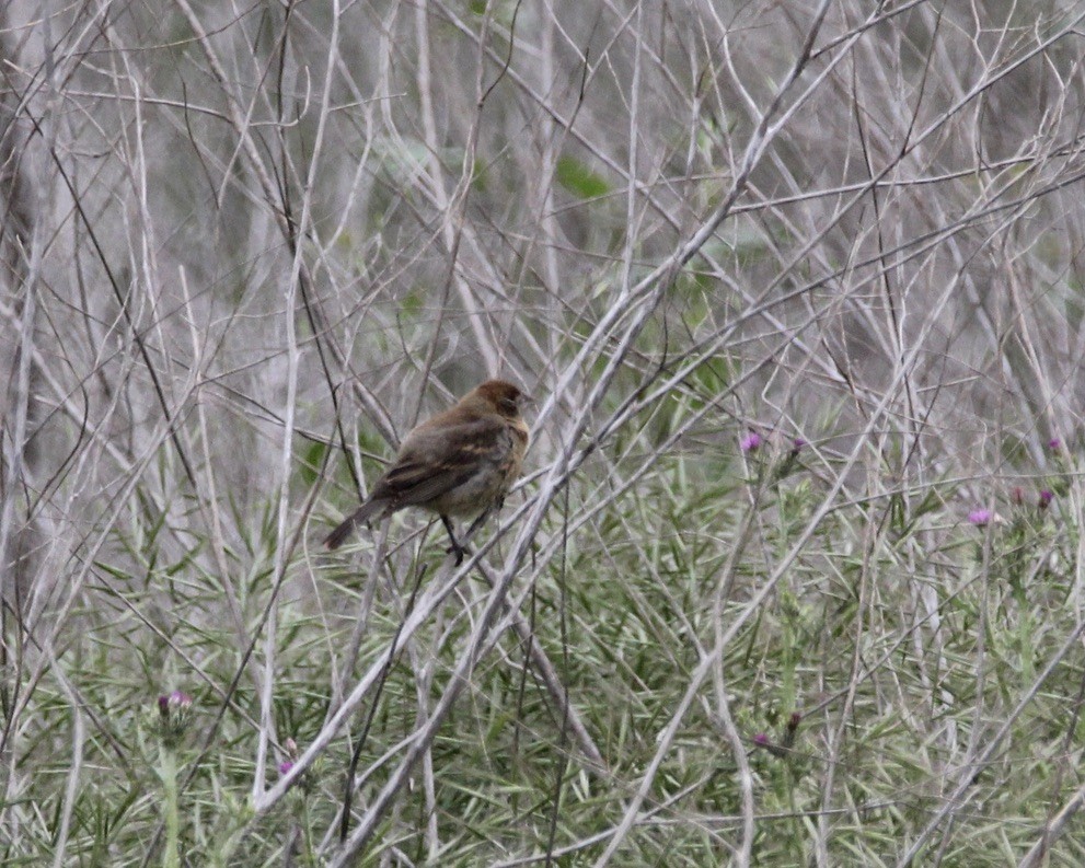 Blue Grosbeak - ML618465971