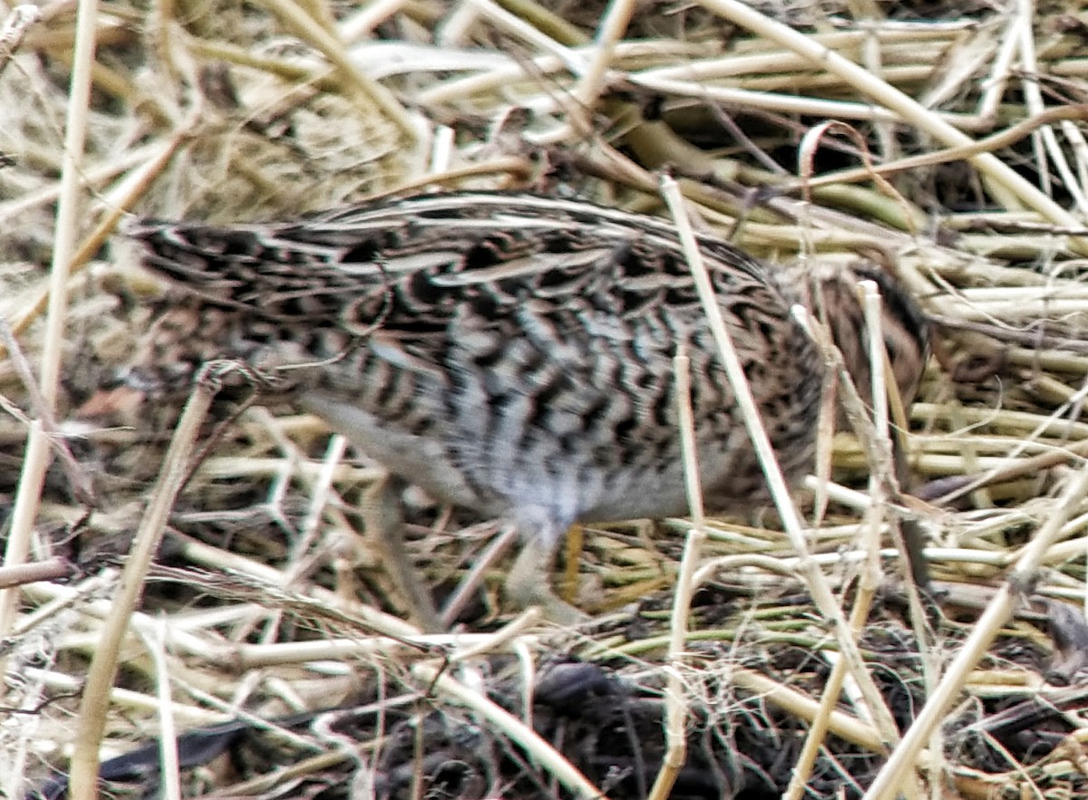 Great Snipe - Tomáš Grim