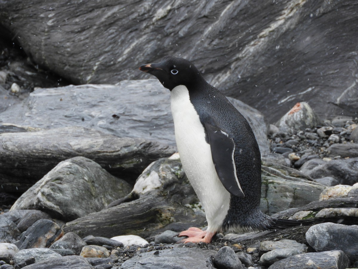 Adelie Penguin - ML618465986