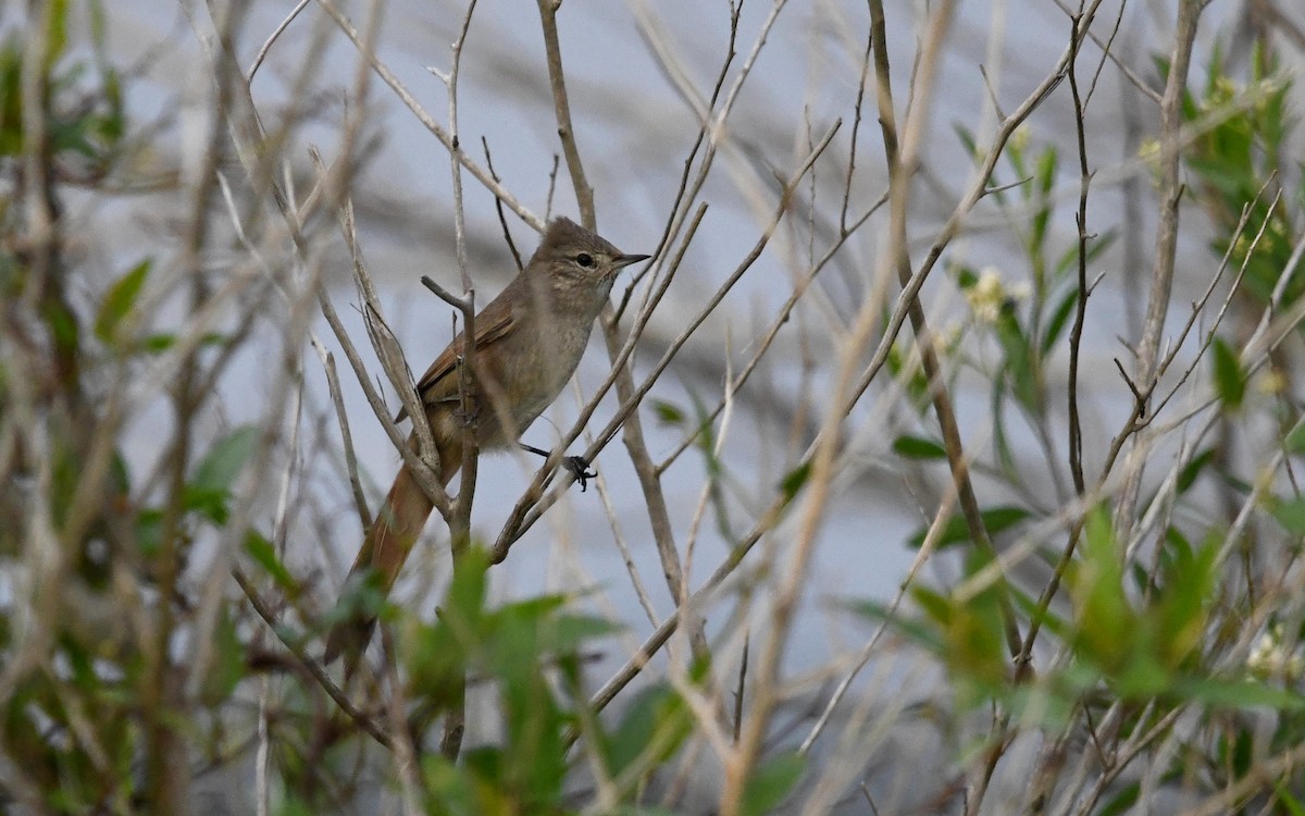 アカアゴカマドドリ - ML618465992