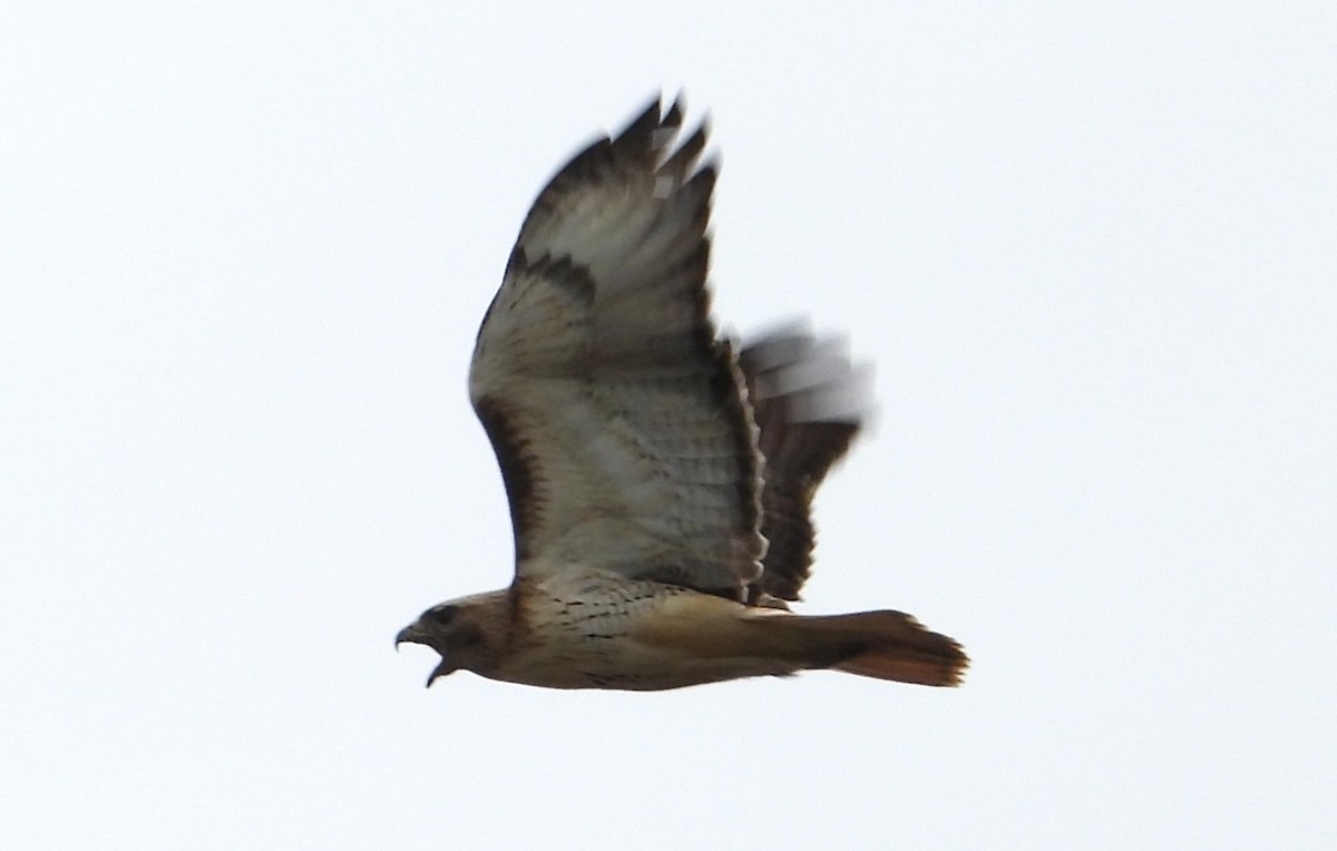 Red-tailed Hawk - Jean W. Côté