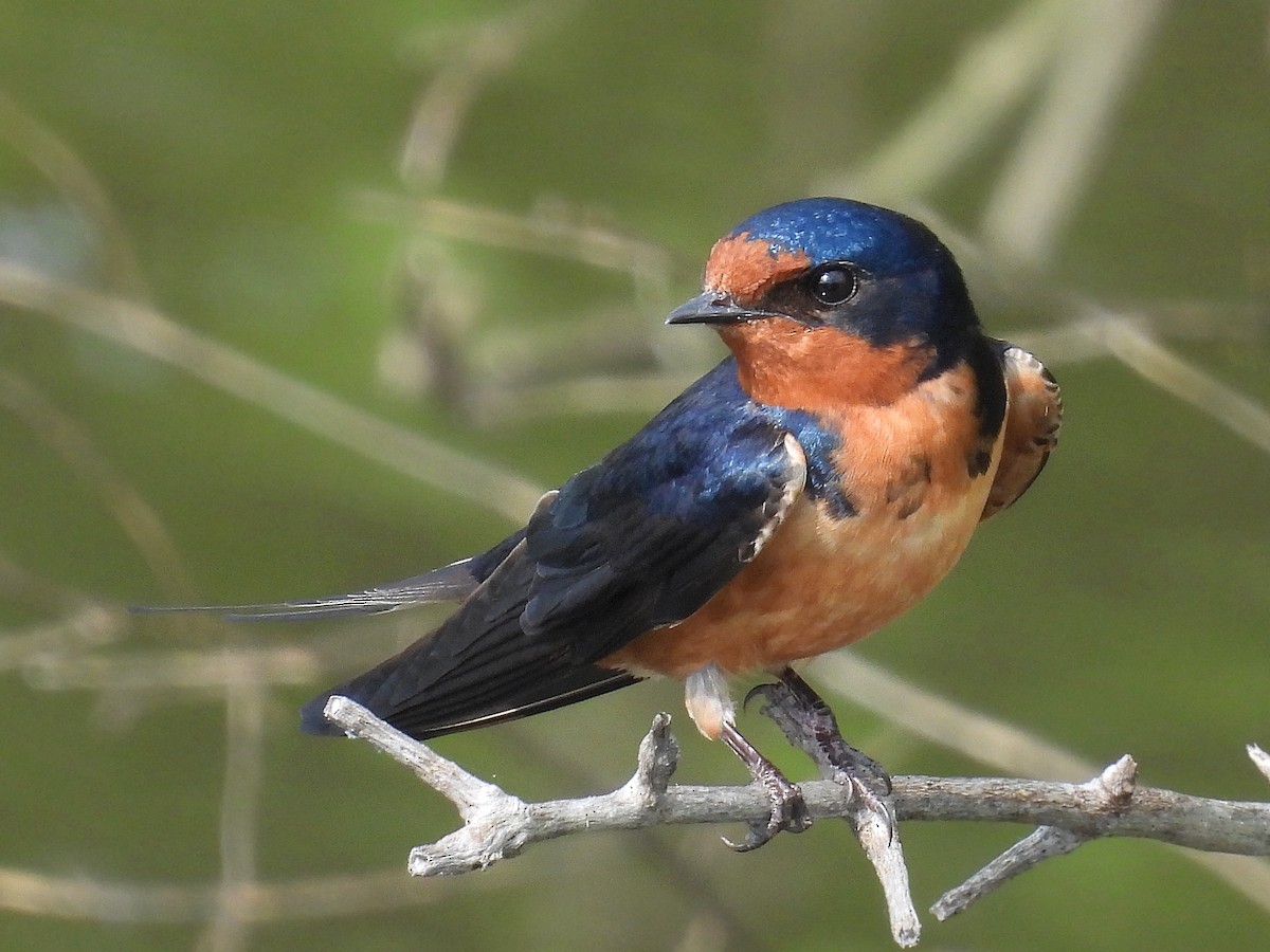 Barn Swallow - Urs Geiser