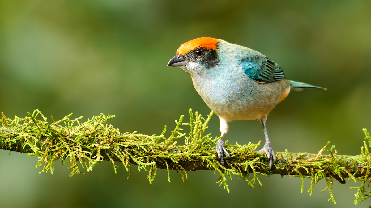 Scrub Tanager - Mike Melton