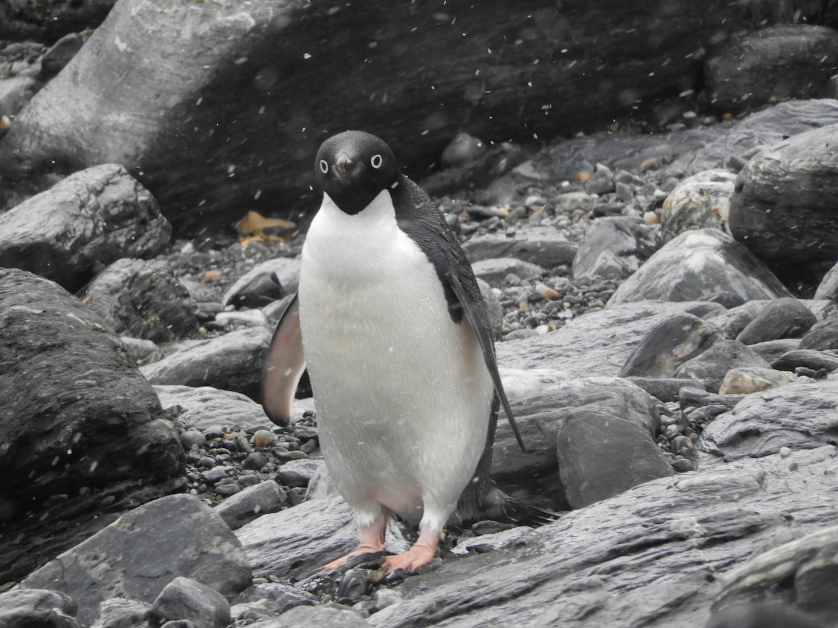 Adelie Penguin - France Desbiens