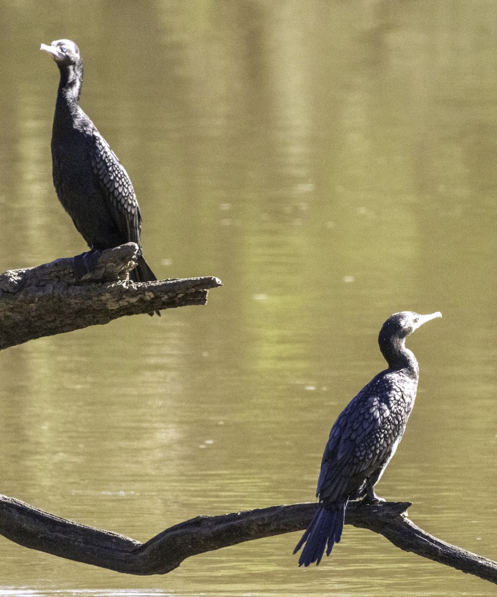 Little Black Cormorant - John Brown