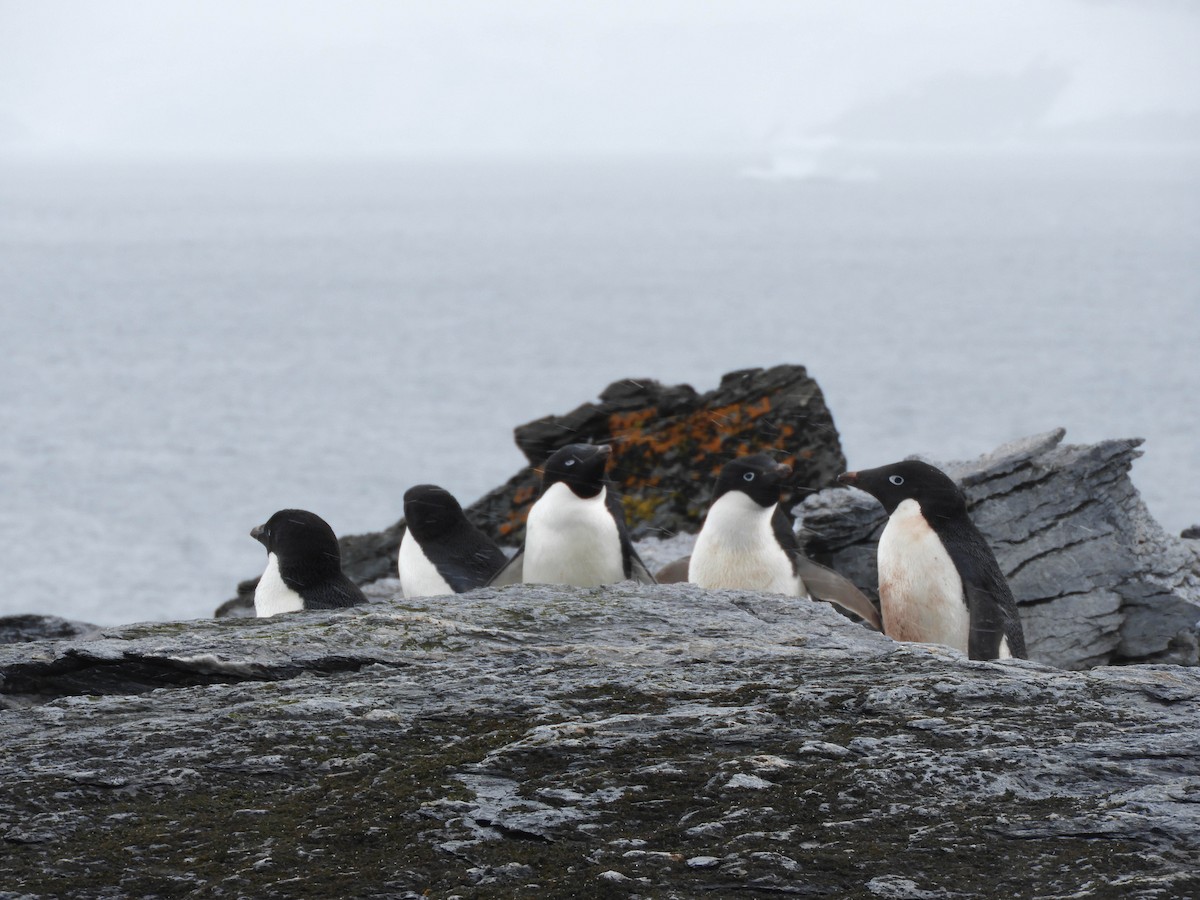 Adelie Penguin - ML618466040