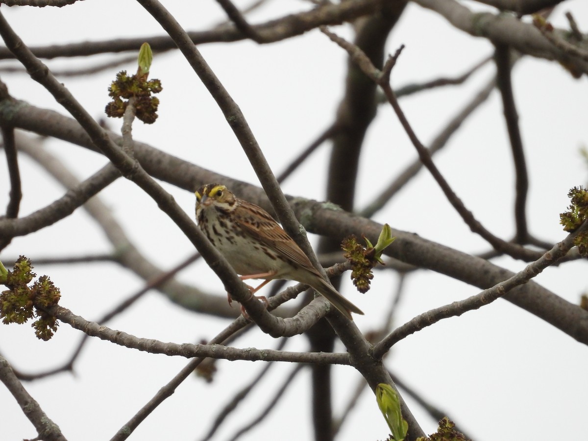 Savannah Sparrow - ML618466049