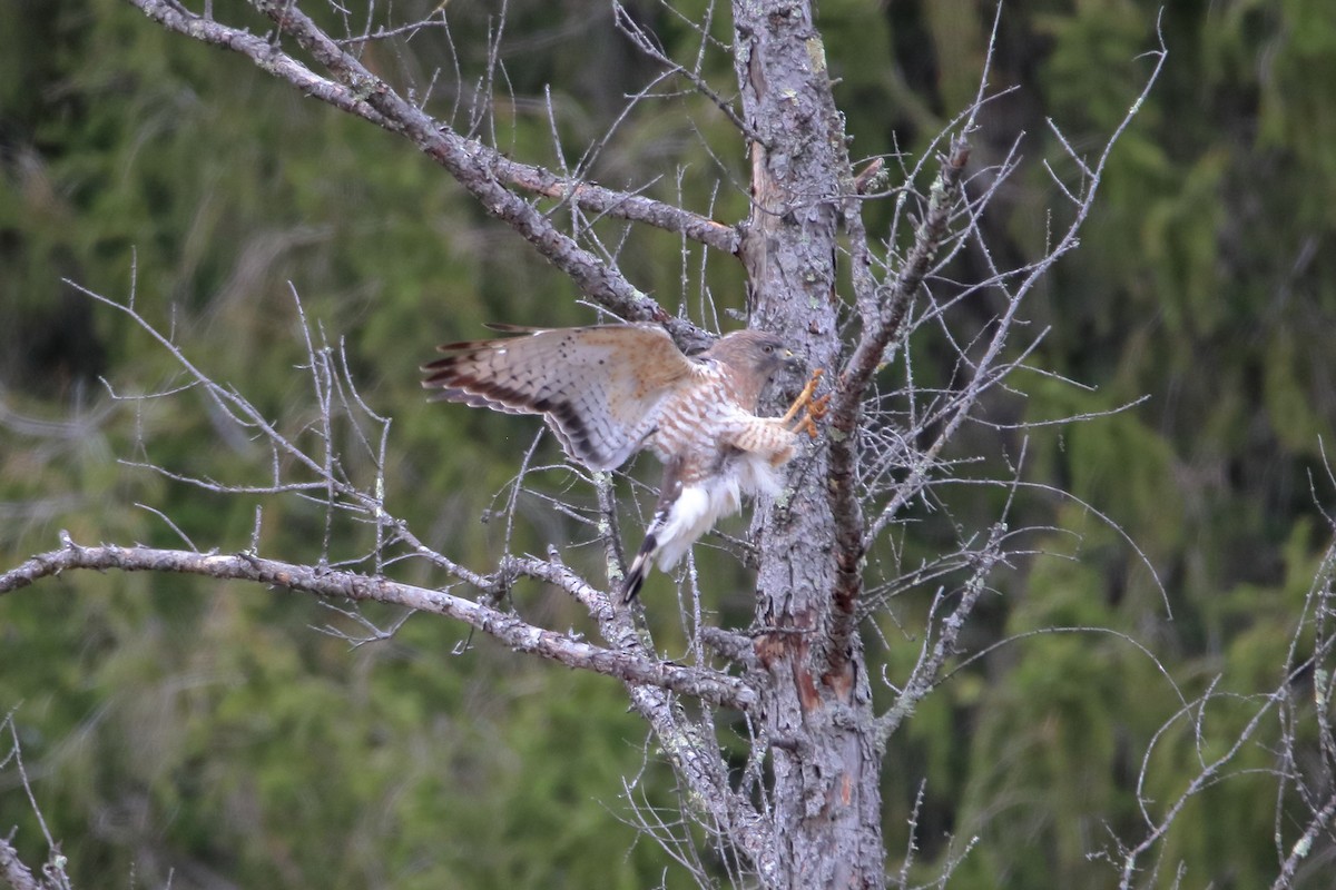 Broad-winged Hawk - Daniel  Bellich