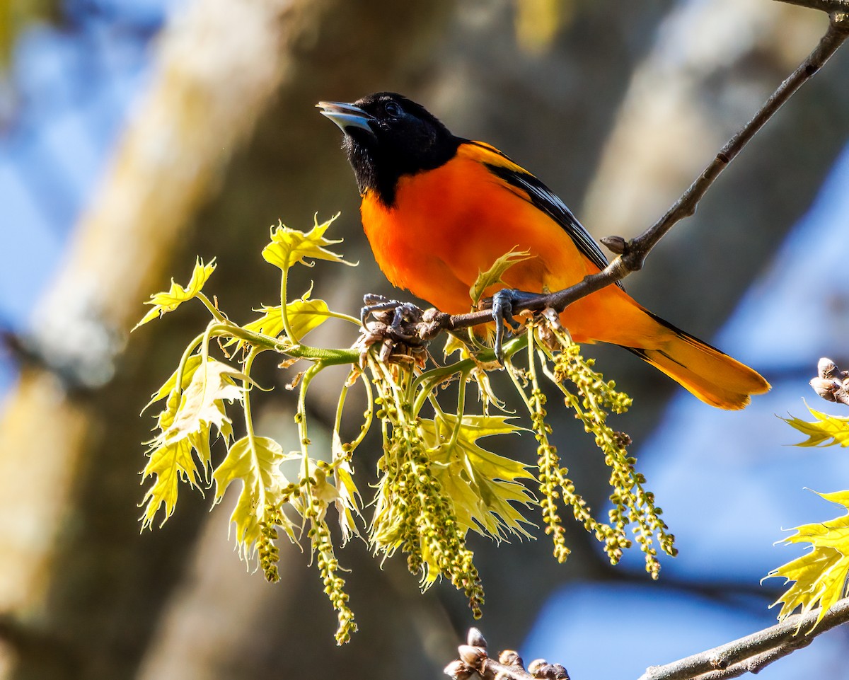 Baltimore Oriole - Debbie Lombardo