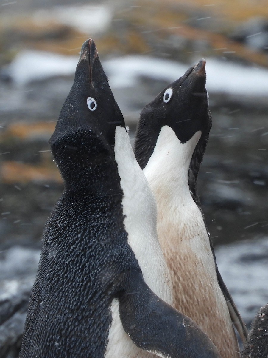 Adelie Penguin - ML618466089