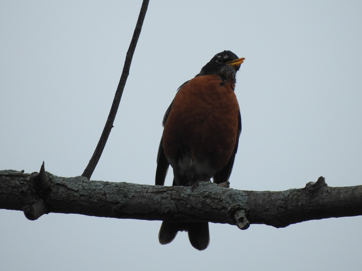 American Robin - ML618466092