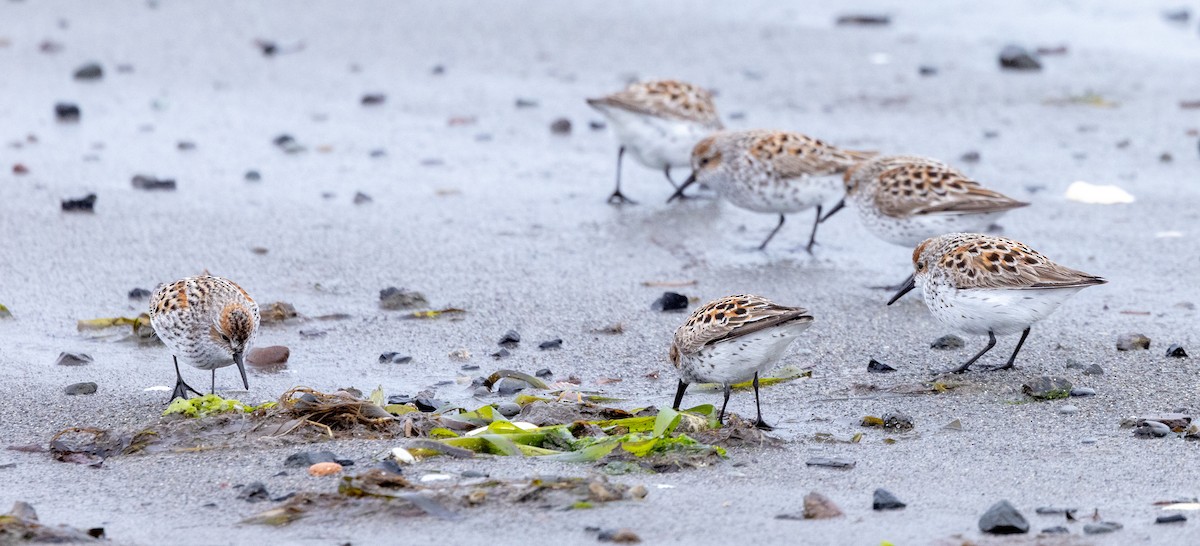 Western Sandpiper - G Harrington