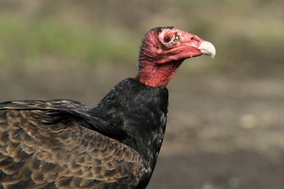 Turkey Vulture - Evan Knudsen