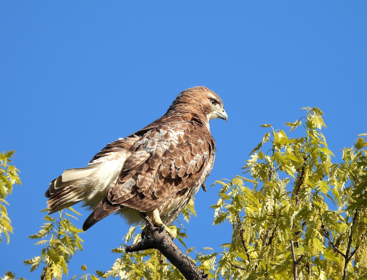 Red-tailed Hawk - ML618466183