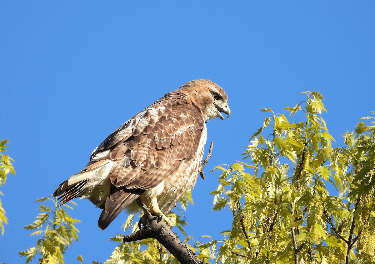 Red-tailed Hawk - ML618466184