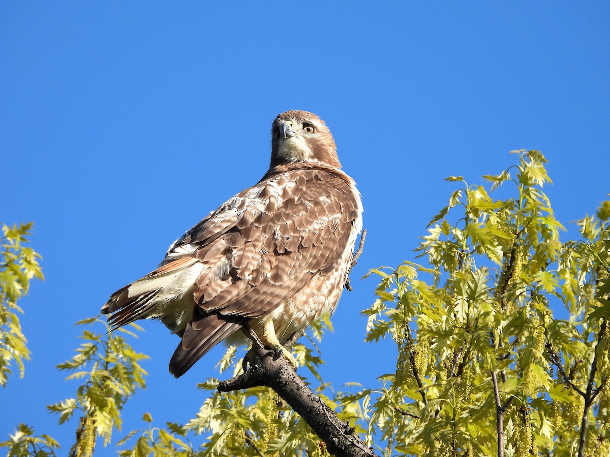 Red-tailed Hawk - Nick Dawson