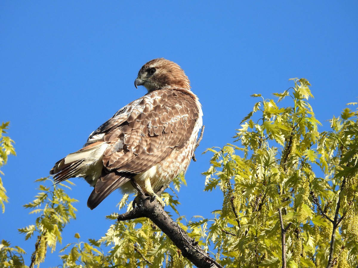 Red-tailed Hawk - ML618466186