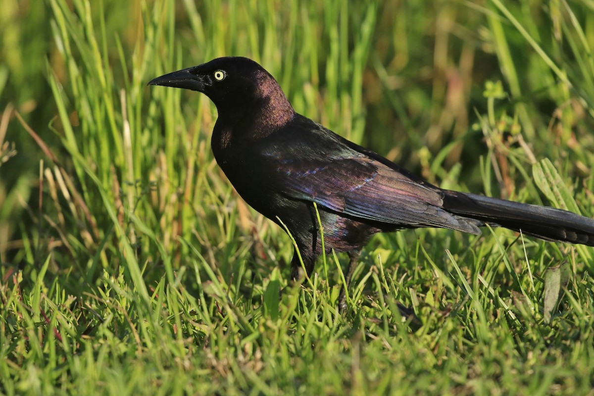 Common Grackle (Florida/Purple) - ML618466189