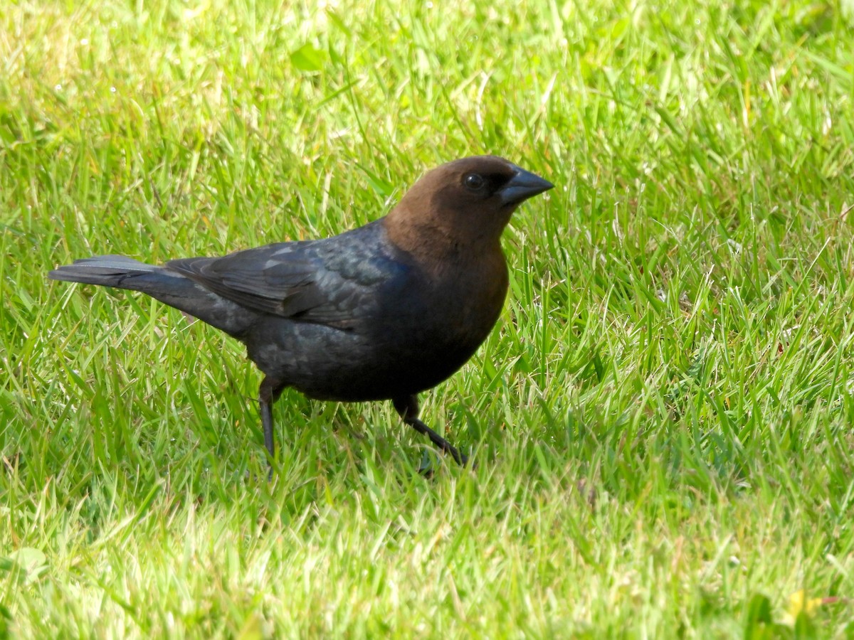 Brown-headed Cowbird - ML618466190