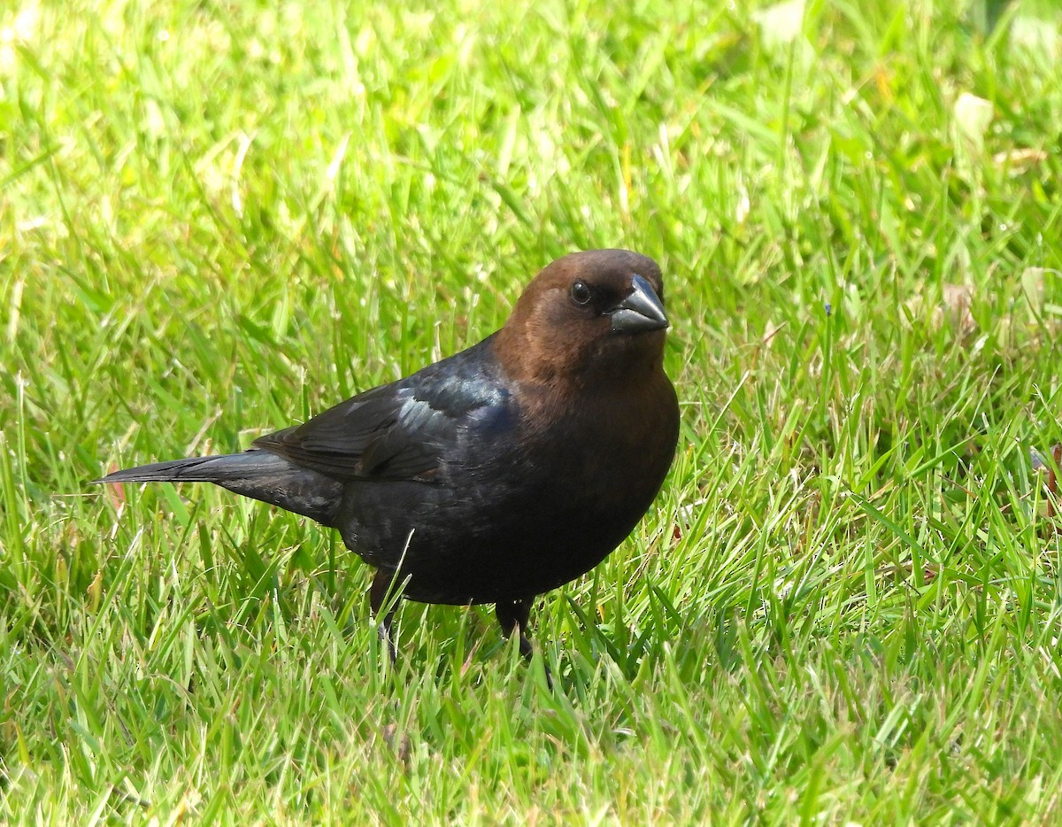 Brown-headed Cowbird - ML618466191