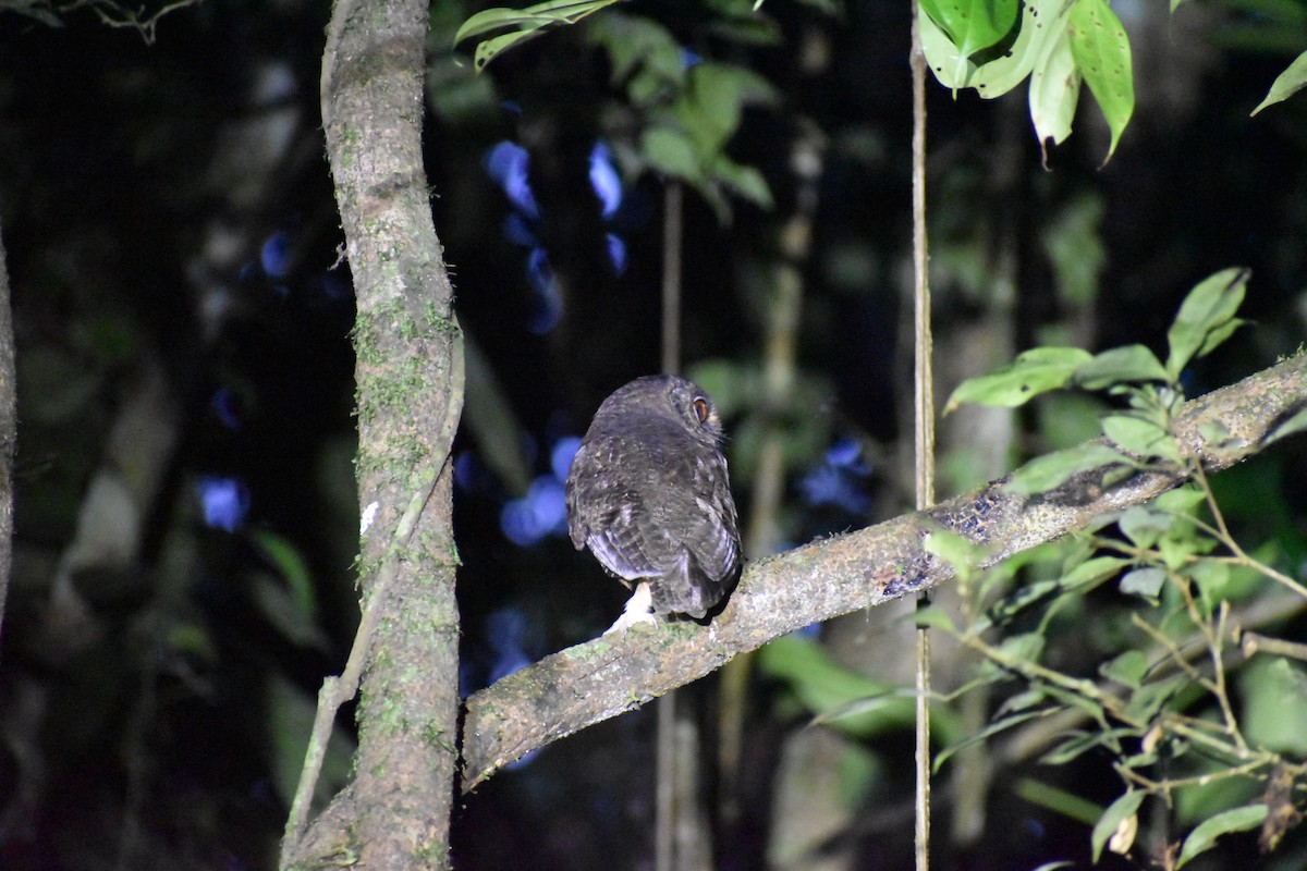 Amazon Puhucuğu (watsonii) - ML618466209