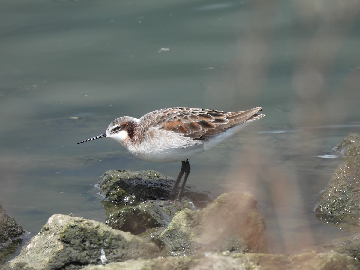 Wilson's Phalarope - Therese & Ed Cacek