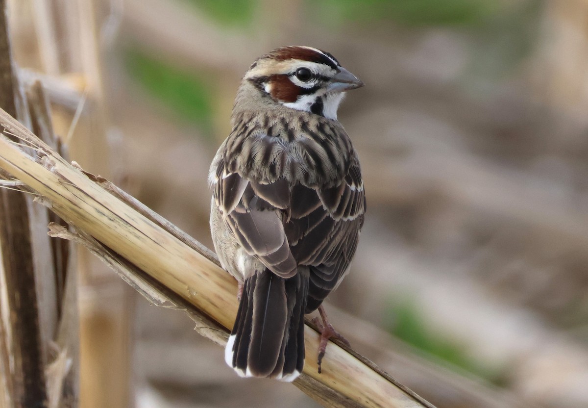 Lark Sparrow - ML618466266