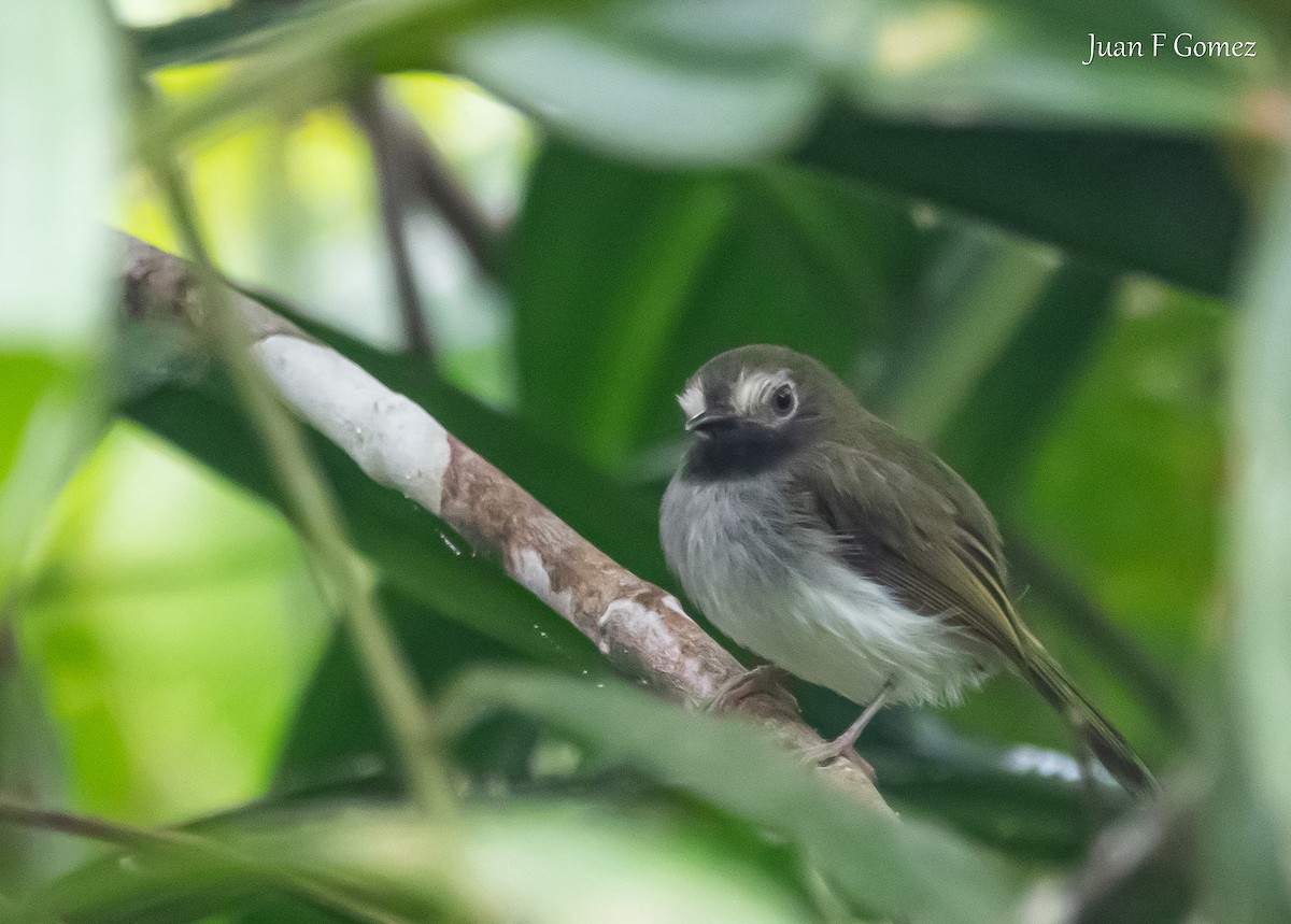 Black-throated Tody-Tyrant - ML618466271