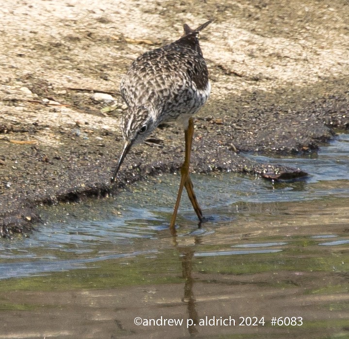 Lesser Yellowlegs - ML618466309