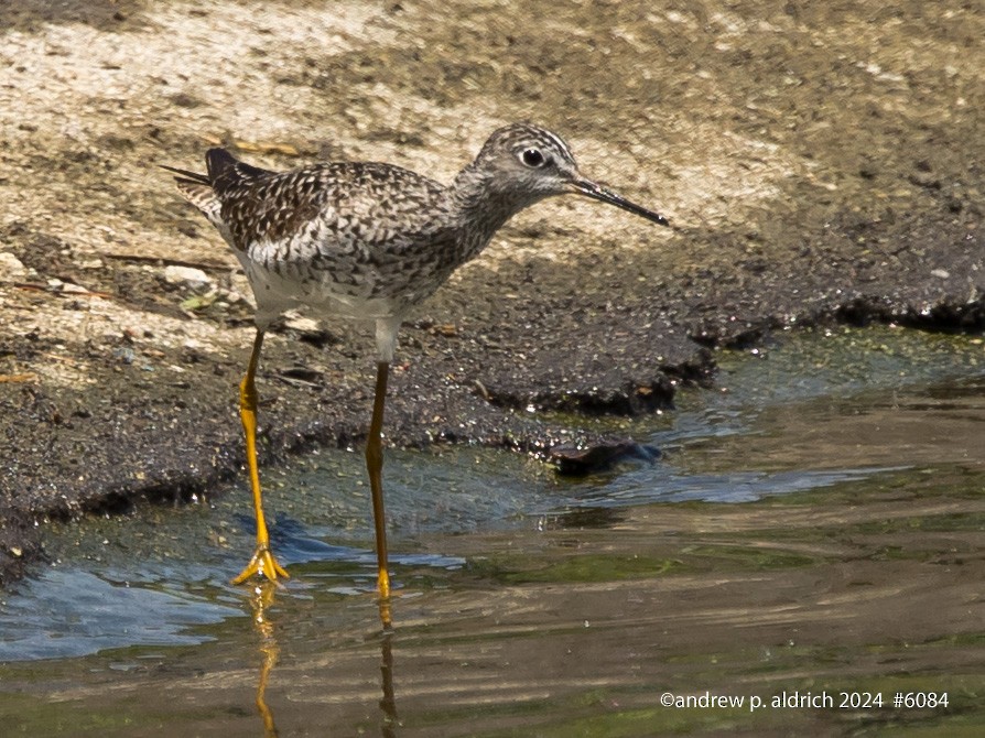 Lesser Yellowlegs - ML618466310