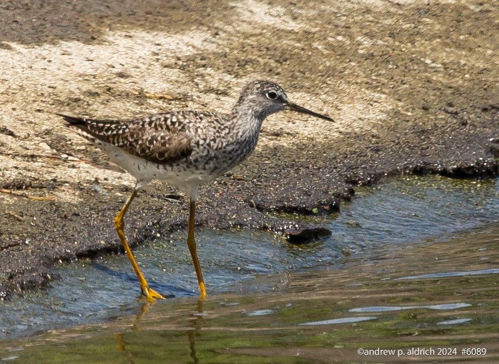 Lesser Yellowlegs - ML618466311