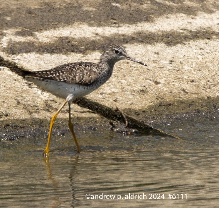 Lesser Yellowlegs - andrew aldrich